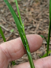 Carex hendersonii