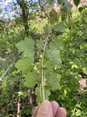 Cronartium ribicola
