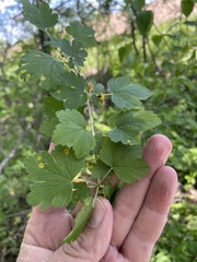 Cronartium ribicola
