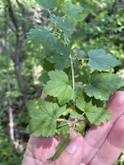 Cronartium ribicola