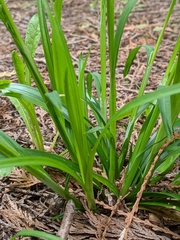 Carex hendersonii