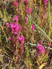 Castilleja ambigua humboldtiensis