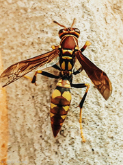 Polistes versicolor