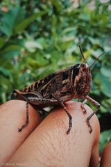 Schistocerca subspurcata