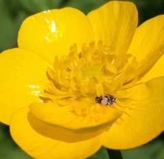 Anthrenus isabellinus