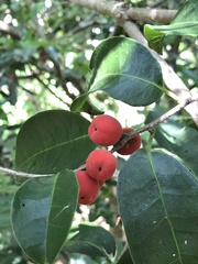 Drypetes lateriflora