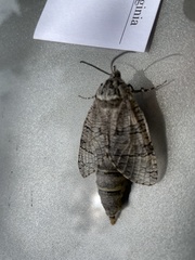 Prionoxystus macmurtrei