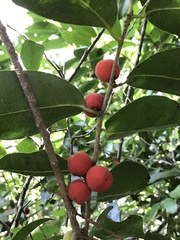 Drypetes lateriflora