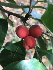 Drypetes lateriflora