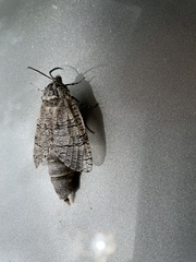 Prionoxystus macmurtrei