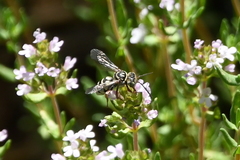 Triepeolus subnitens