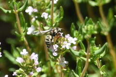 Triepeolus subnitens