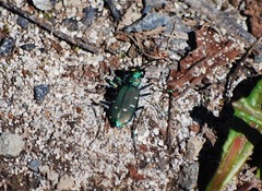 Cicindela depressula