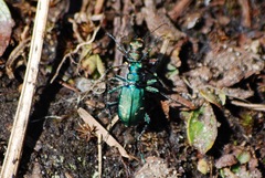 Cicindela depressula