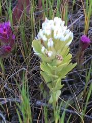 Castilleja ambigua humboldtiensis