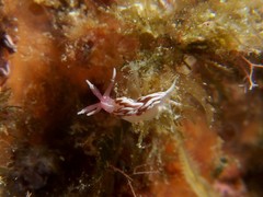 Facelinopsis marioni