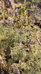 Asparagus pastorianus