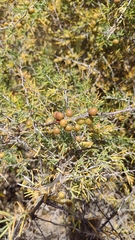 Asparagus pastorianus