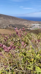 Salvia canariensis