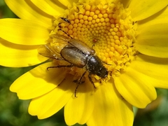 Chasmatopterus villosulus