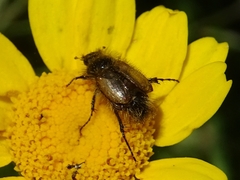 Chasmatopterus villosulus