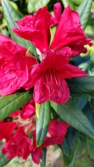 Rhododendron × hybridum