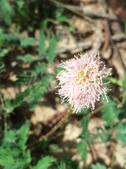 Mimosa nuttallii