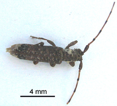 Stenidea insignis