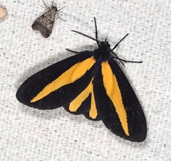 Crocomela erectistria