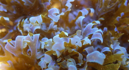 Photo of Forkweed (Dictyota dichotoma)