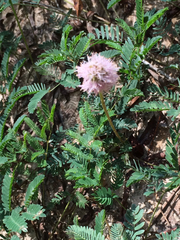 Mimosa nuttallii