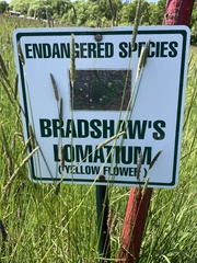 Lomatium bradshawii