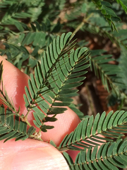Mimosa nuttallii