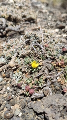 Helianthemum canariense
