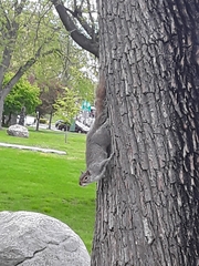 Sciurus carolinensis