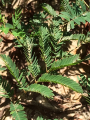 Mimosa nuttallii