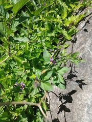 Solanum dulcamara