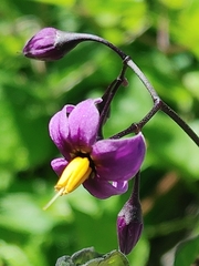 Solanum dulcamara