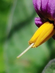 Solanum dulcamara