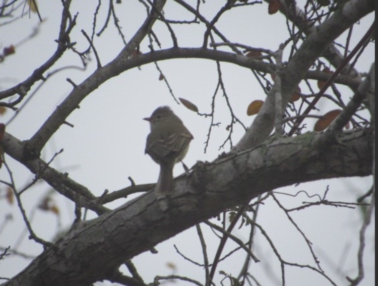 Northern Beardless Tyrannulet
