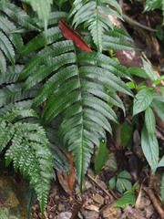 Dryopteris scottii