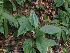 Paraphlomis javanica