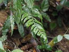 Asplenium wrightii