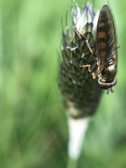 Platycheirus tarsalis