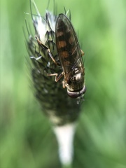 Platycheirus tarsalis