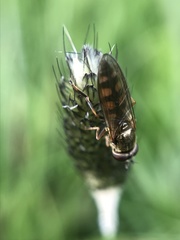 Platycheirus tarsalis
