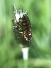 Platycheirus tarsalis
