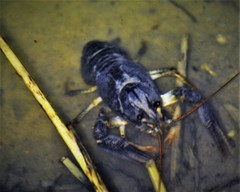 Pontastacus leptodactylus image