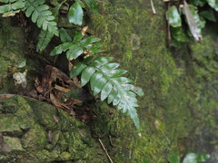 Asplenium wrightii