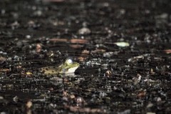 Pelophylax